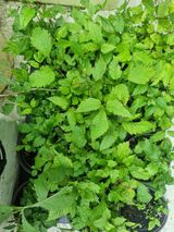 팜모닝 자유주제·자유게시판 게시글 이미지