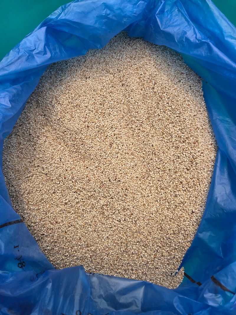 knlee님의 장터 판매 상품 [25년산 햇참깨 5kg ] 첨부 사진