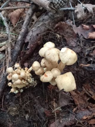 연향님의 자유주제 · 자유게시판 작성글 사진