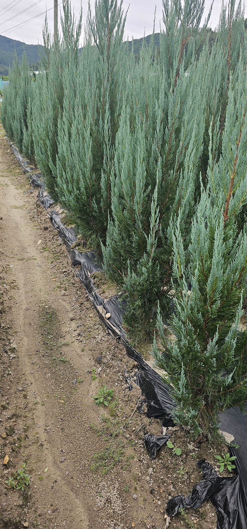 뿌리묘목농원님의 장터 판매 상품 [침엽수 블루엔젤 1.6 미터 전후] 첨부 사진