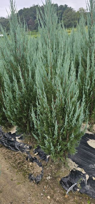 뿌리묘목농원님의 작성글 사진