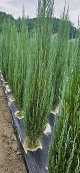 팜모닝 · 게시글 이미지