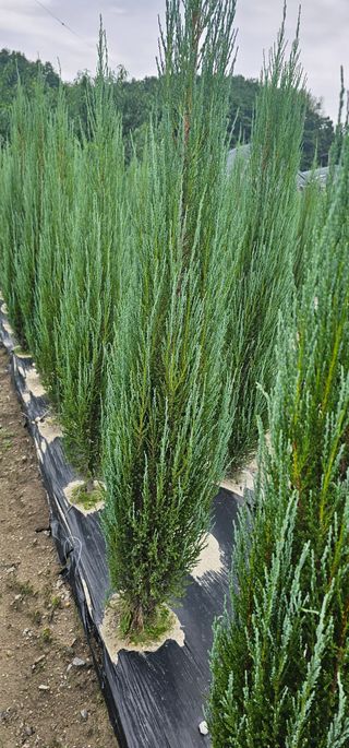 뿌리묘목농원님의 작성글 사진