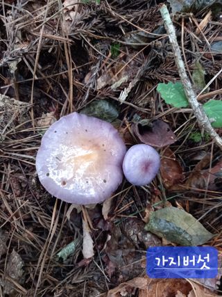 연향님의 자유주제 · 자유게시판 작성글 사진