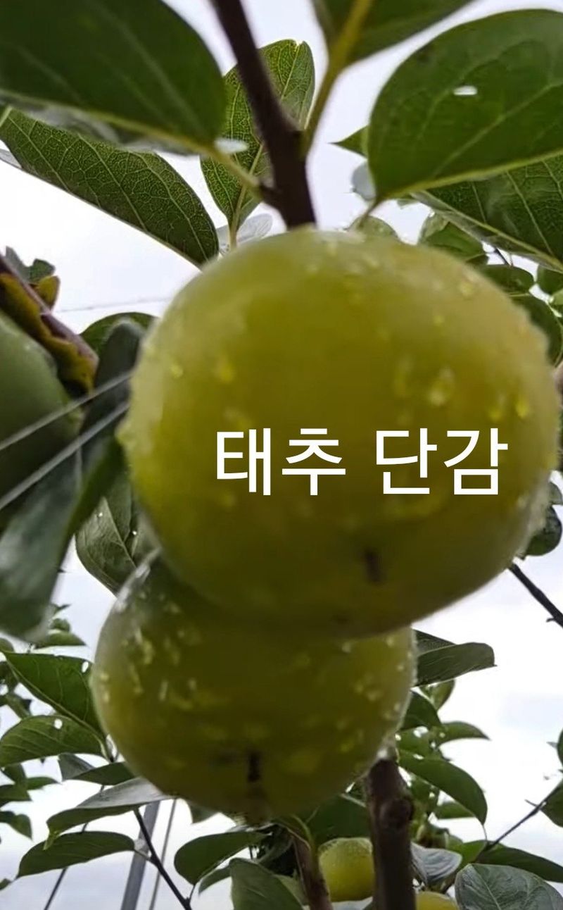 사랑꽃농장님의 장터 판매 상품 [대과)태추 단감2.5kg(9과 내외)] 첨부 사진