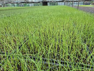 청운농원육묘장님의 자유주제 · 자유게시판 작성글 사진