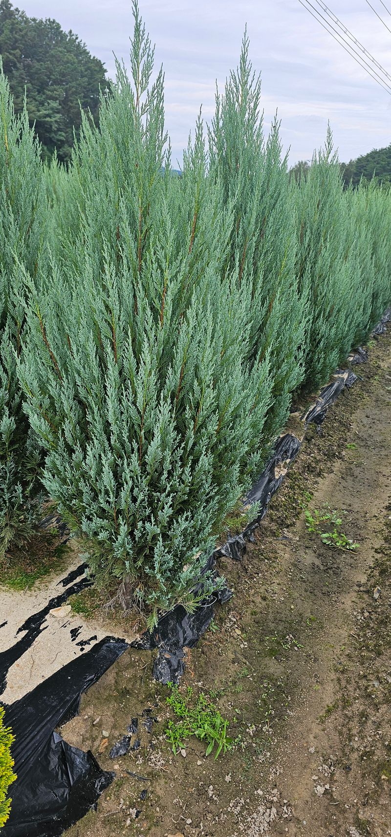 장터 상품 [침엽수 문그로우 1.6 미터 전후] 썸네일