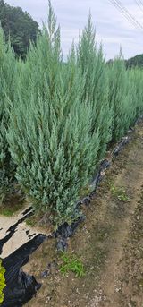 팜모닝 · 게시글 이미지