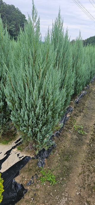 뿌리묘목농원님의 작성글 사진