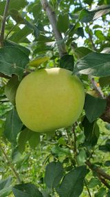 팜모닝 농사, 무엇이든 물어보세요!·참여글 게시글 이미지