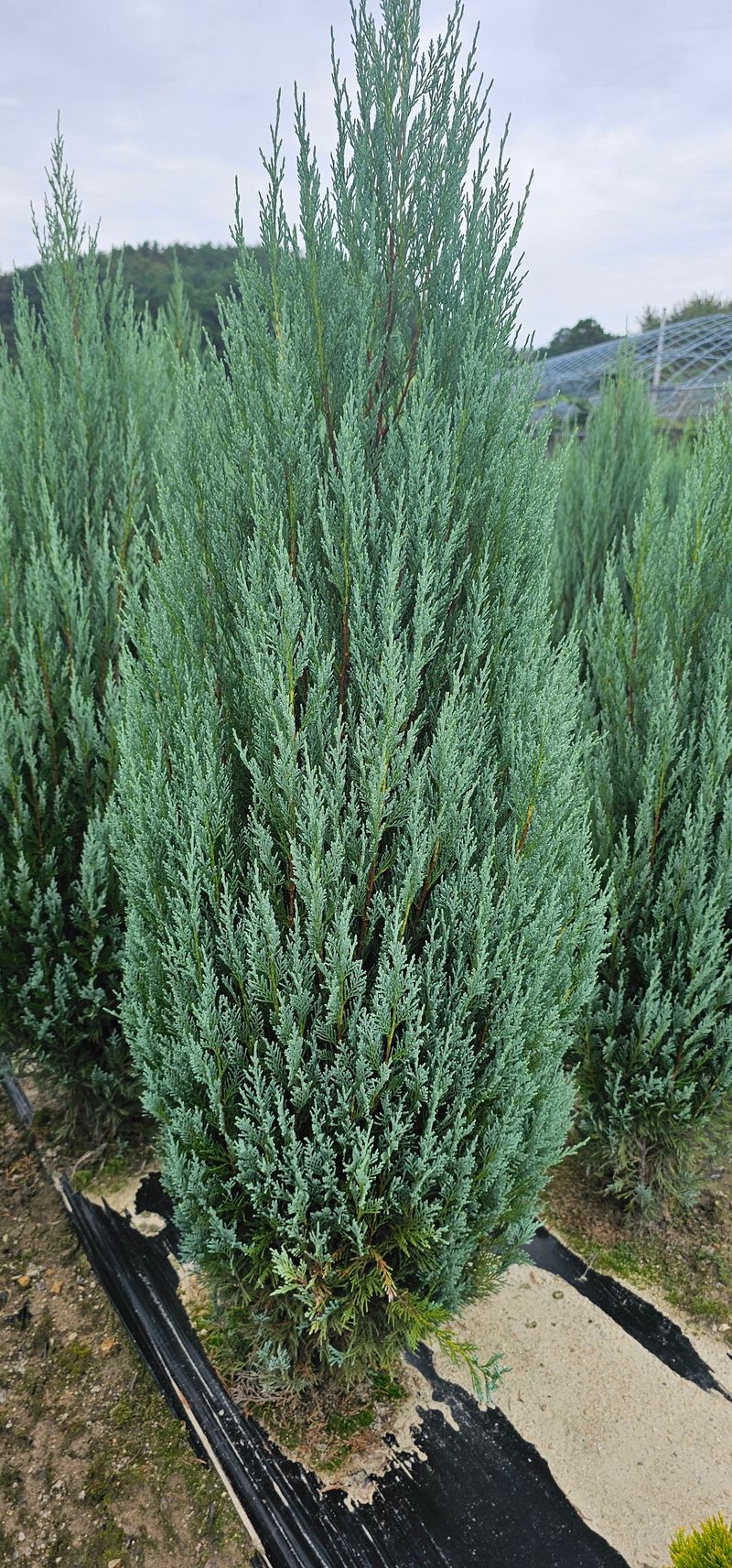 뿌리묘목농원님의 장터 판매 상품 [침엽수 문그로우 1.6 미터 전후] 첨부 사진