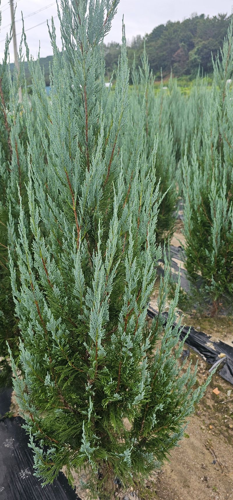 뿌리묘목농원님의 장터 판매 상품 [침엽수 블루엔젤 1.6 미터 전후] 첨부 사진