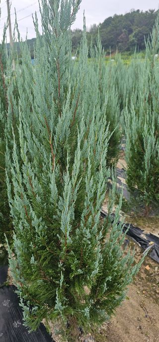 뿌리묘목농원님의 작성글 사진