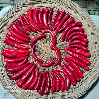 고동농장님의 자유주제 · 자유게시판 작성글 사진