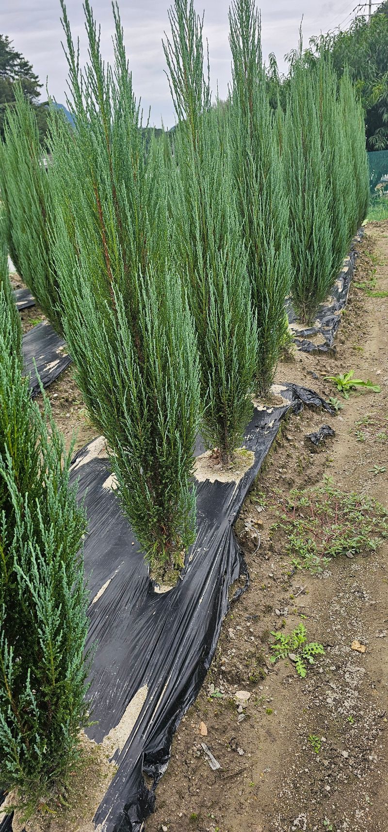 뿌리묘목농원님의 장터 판매 상품 [침엽수블루애로우1.5전후] 첨부 사진