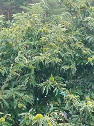 숲속의사나이님의 자유주제 · 자유게시판 작성글 사진