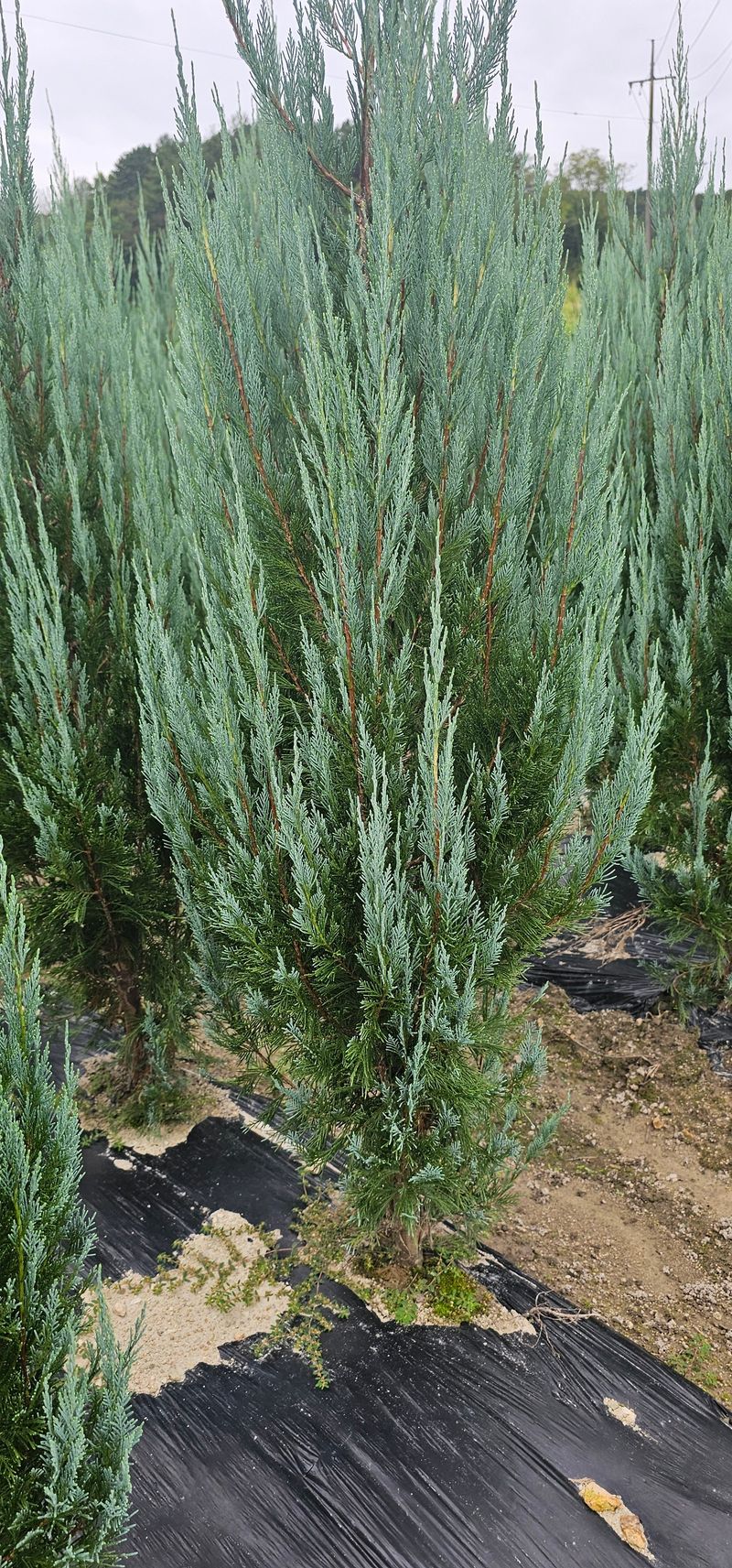 뿌리묘목농원님의 장터 판매 상품 [침엽수 블루엔젤 1.6 미터 전후] 첨부 사진