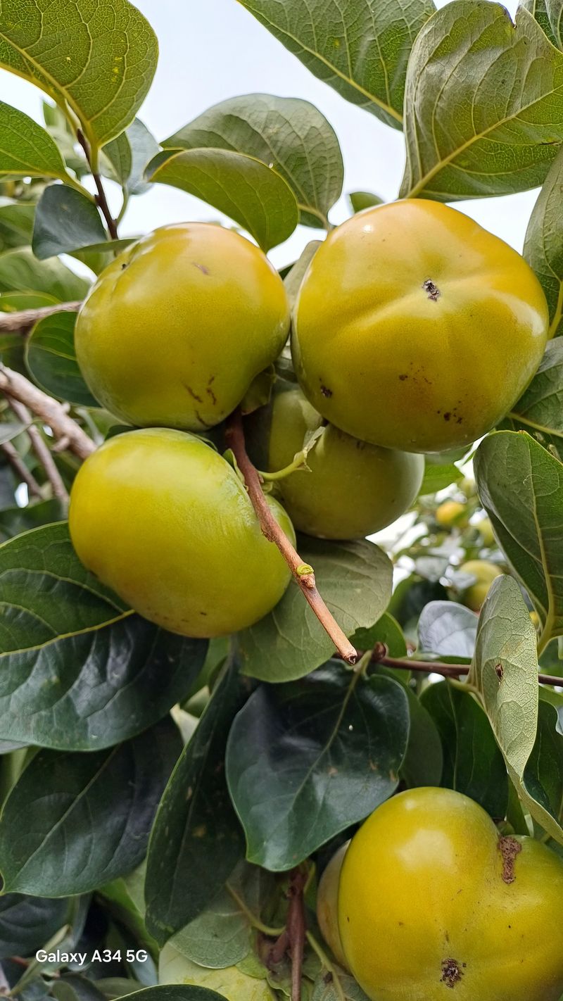 장터 상품 [태추단감  5kg] 썸네일