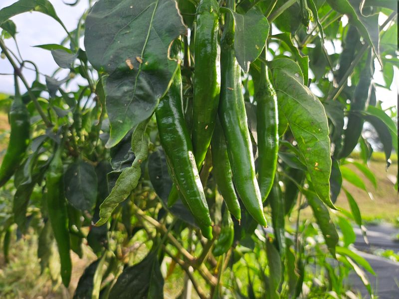 장터 상품 [풋고추 10kg ] 썸네일