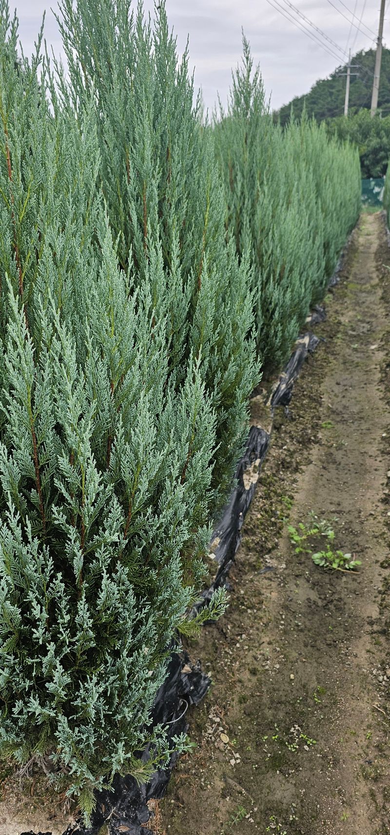 뿌리묘목농원님의 장터 판매 상품 [침엽수 문그로우 1.6 미터 전후] 첨부 사진