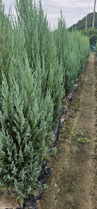 뿌리묘목농원님의 작성글 사진