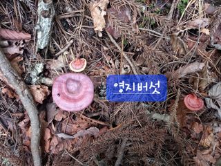 연향님의 자유주제 · 자유게시판 작성글 사진