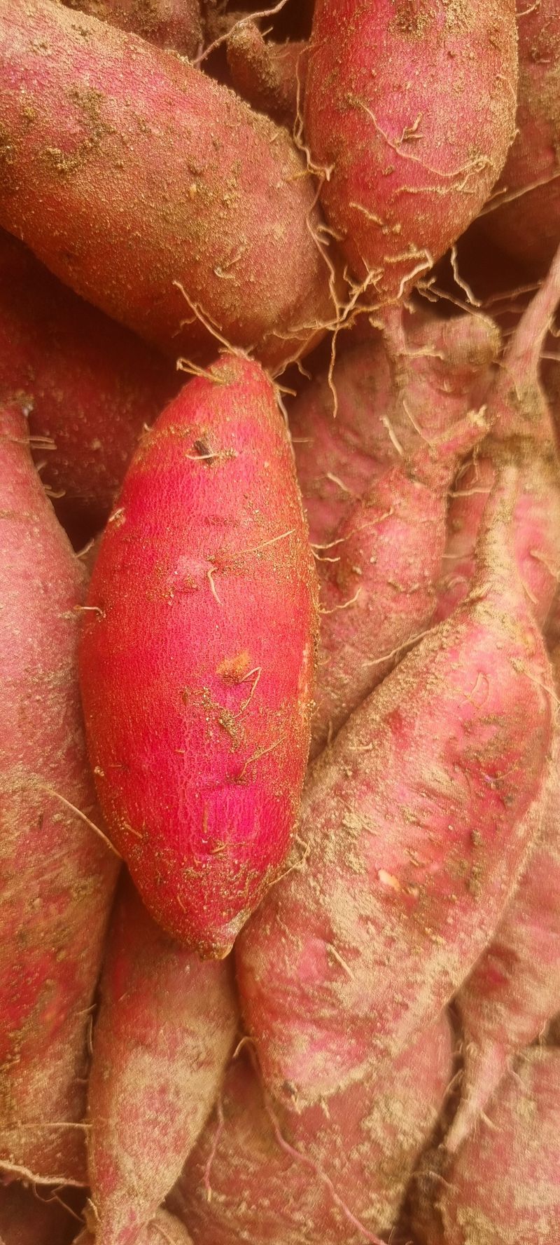 장터 상품 [고구마 ] 썸네일