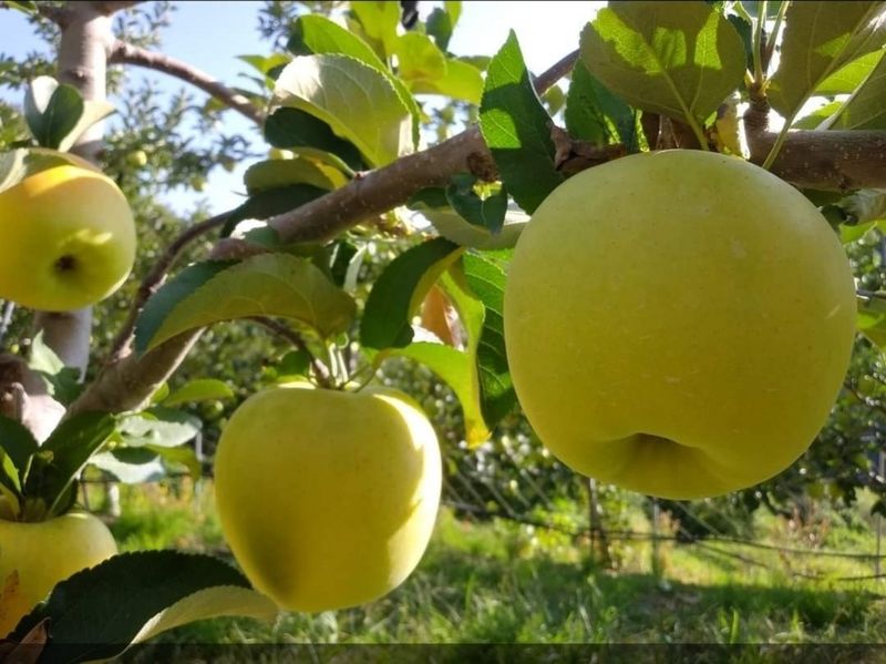 장터 상품 [시나노골드(대과/특대과)] 썸네일