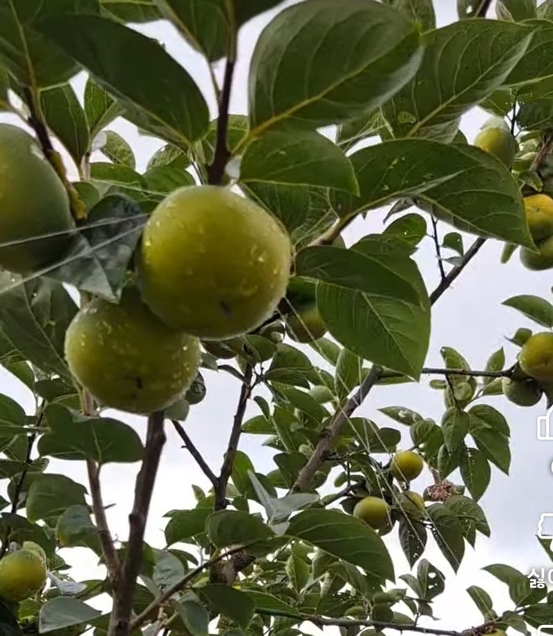 사랑꽃농장님의 장터 판매 상품 [대과)태추 단감2.5kg(9과 내외)] 첨부 사진