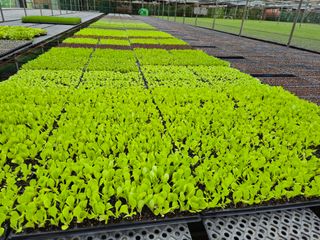 청운농원육묘장님의 자유주제 · 자유게시판 작성글 사진