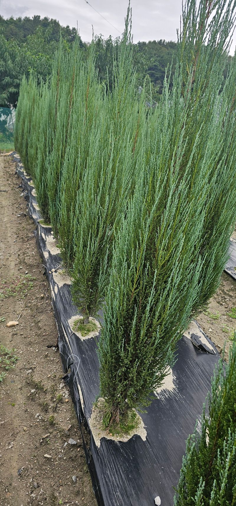 뿌리묘목농원님의 장터 판매 상품 [침엽수블루애로우1.5전후] 첨부 사진