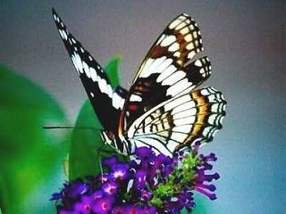 안길원님의 자유주제 · 자유게시판 작성글 사진