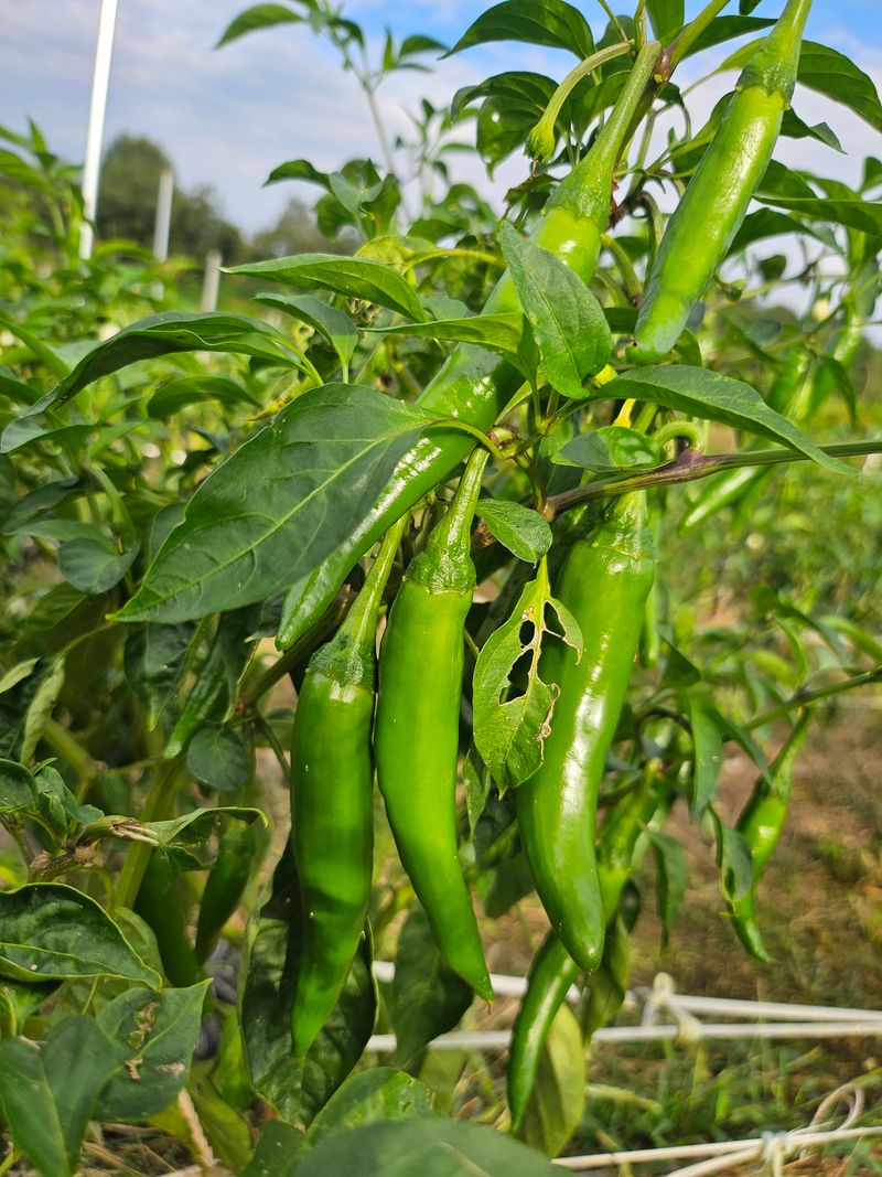 정옥령님의 장터 판매 상품 [풋고추 10kg ] 첨부 사진