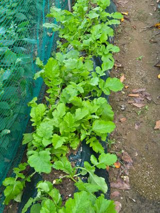 다육사랑 루루사랑님의 자유주제 · 자유게시판 작성글 사진