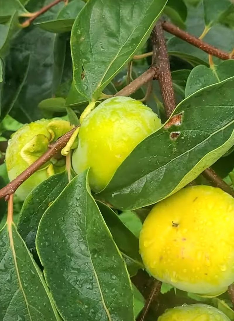 사랑꽃농장님의 장터 판매 상품 [대과)태추 단감2.5kg(9과 내외)] 첨부 사진