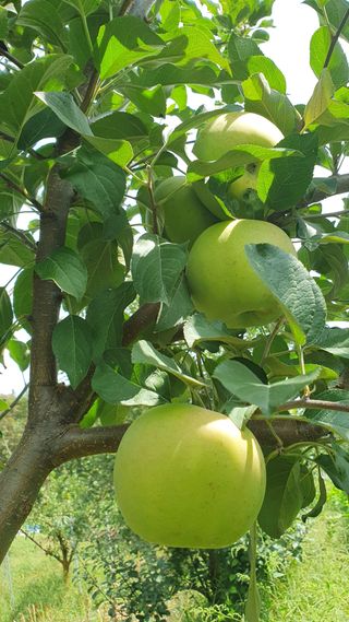 김태정님의 농사, 무엇이든 물어보세요! · 참여글 작성글 사진