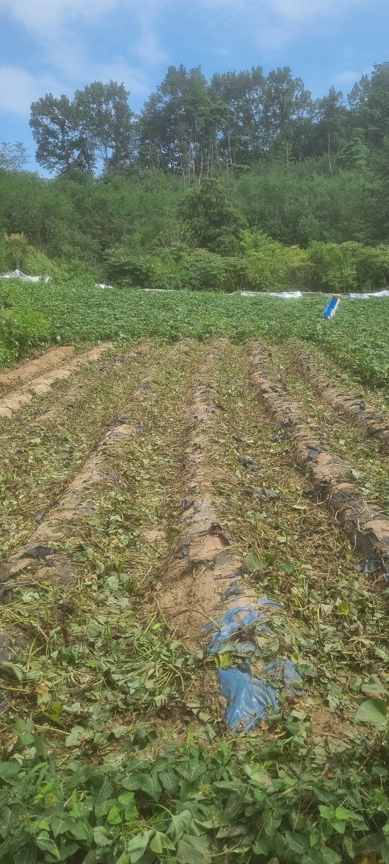 박사원농장님의 장터 판매 상품 [고구마 ] 첨부 사진