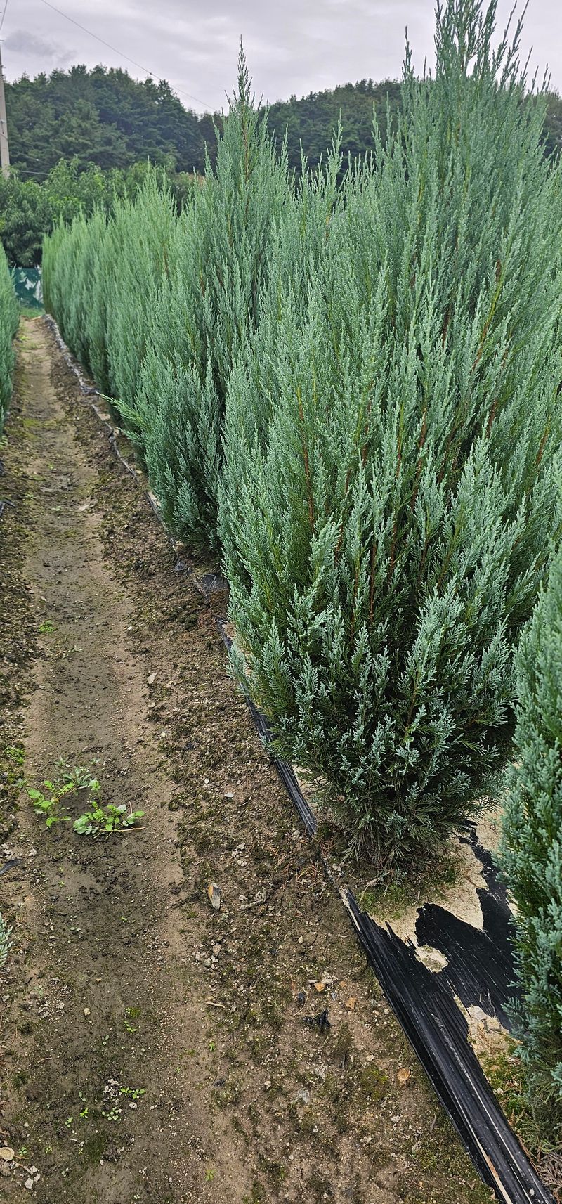뿌리묘목농원님의 장터 판매 상품 [침엽수 문그로우 1.6 미터 전후] 첨부 사진