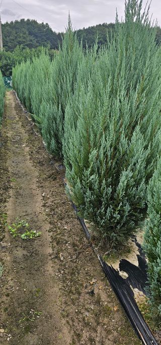 뿌리묘목농원님의 작성글 사진