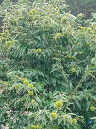 숲속의사나이님의 자유주제 · 자유게시판 작성글 사진