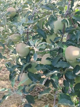 숲속의사나이님의 자유주제 · 자유게시판 작성글 사진