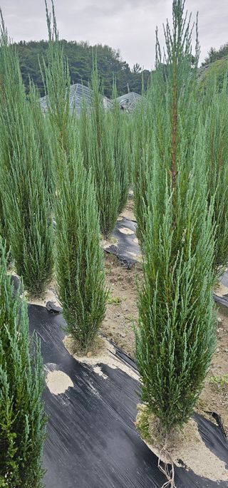 뿌리묘목농원님의 작성글 사진