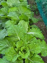 팜모닝 자유주제·자유게시판 게시글 이미지