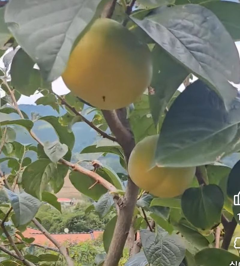 사랑꽃농장님의 장터 판매 상품 [대과)태추 단감2.5kg(9과 내외)] 첨부 사진