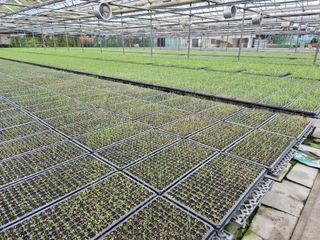 청운농원육묘장님의 자유주제 · 자유게시판 작성글 사진