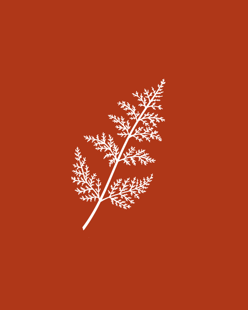 장터 상품 [자연산고사리(100g)] 썸네일