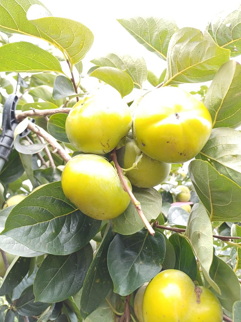 도종태님의 장터 판매 상품 [태추단감  5kg] 첨부 사진