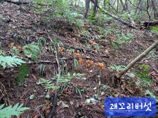 연향님의 자유주제 · 자유게시판 작성글 사진