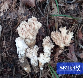 연향님의 자유주제 · 자유게시판 작성글 사진