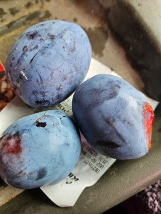 배추8281님의 자유주제 · 자유게시판 작성글 사진